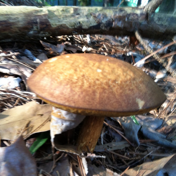 Spotting Image 1