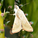 Corn Earworm Moth.
