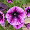 Petunia