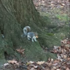 Eastern Gray Squirrel