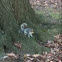 Eastern Gray Squirrel
