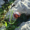 Fritillaries