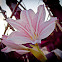 pink striped trumpet lily