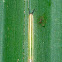 Caterpillar