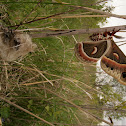 Cecropia Moth (Hyalophora cecropia) with cocoon