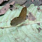 Pierella butterfly