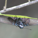 Mangrove Skipper