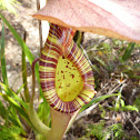 Pitcher plant