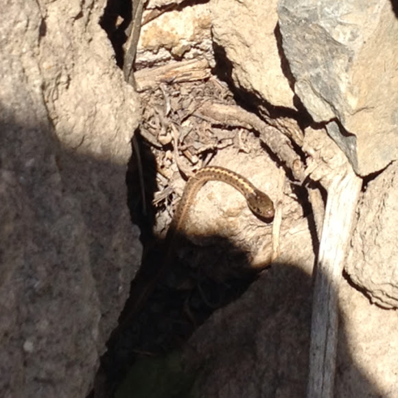 Spotting Image 1