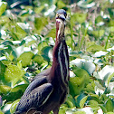 Green heron