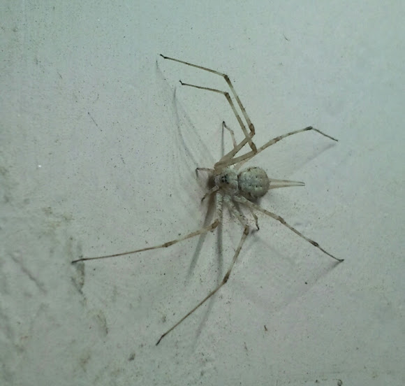 Spotting Image 1