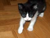 Regalo Lindo Gatito