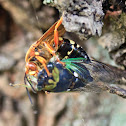 Eastern Cicada Killer