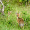 Kirk's Dik Dik