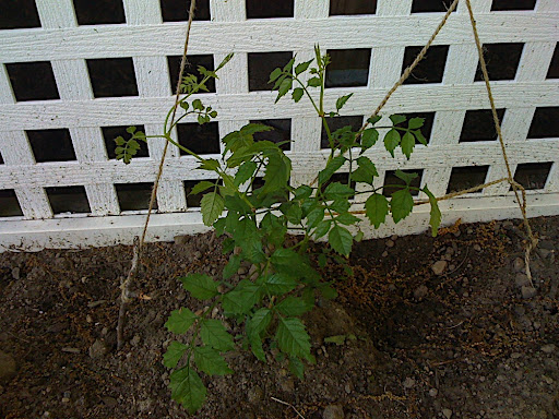 trumpet vine care. a variety of Trumpet vine