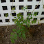 Trumpet vine