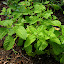 Lemon Balm