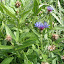 cornflower