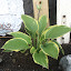 hosta