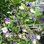 Violas