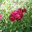 Sweet William