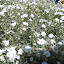 Snow in Summer