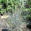 Blue Fescue