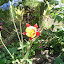 columbine