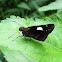White-banded Flat