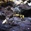 Trichia sp.