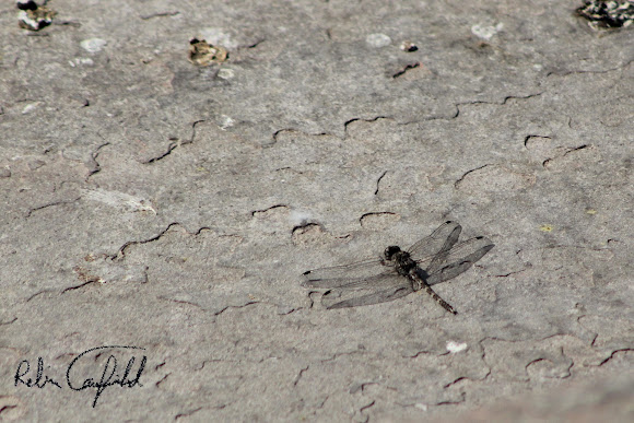 Spotting Image 1