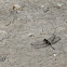 uncertain dragonfly