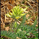 Tennessee milkvetch