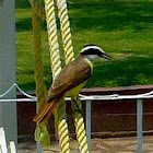 Great Kiskadee