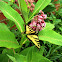 Milkweed