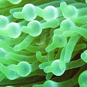 Periclimenes ornatus
