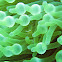 Periclimenes ornatus