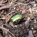 Rose chafer