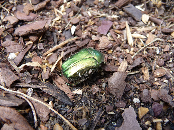 Spotting Image 1