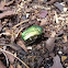 Rose chafer