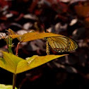 Yellow Coster