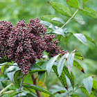 Winged Sumac