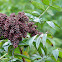 Winged Sumac