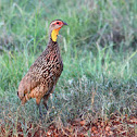 Yellow-necked Spurfowl