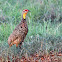 Yellow-necked Spurfowl