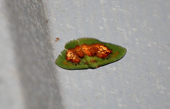 Spotting Image 1