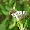 Stingless bee