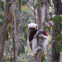Coquerel's sifaka lemur