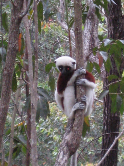 Spotting Image 1