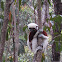 Coquerel's sifaka lemur